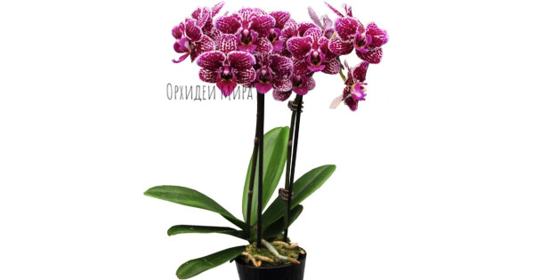 Қожайынның қызметші жыныстық қатынасы Одессадағы жыныстық серіктестер